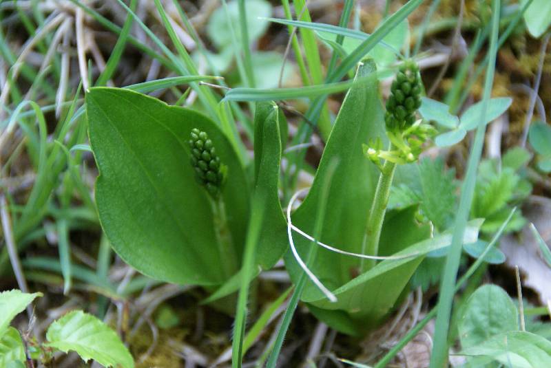 Unser Orchideenpark Bild Nr.101